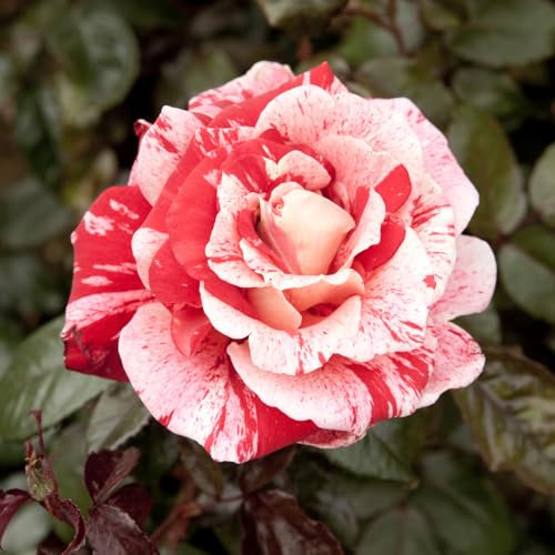 YouGarden Rose 'Raspberry Ripple' Papageno Bare Root, Ready to Plant