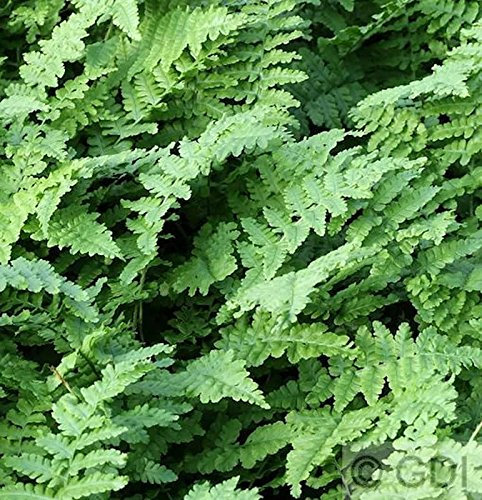 Krauser Wurmfarn - Dryopteris affinis
