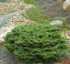 Zwerg-Balsamtanne 'Piccolo' 25 cm Abies balsamea winterhart immergrün | Abies balsamea, kompakter kugeliger Wuchs, dunkelgrüne duftende Nadeln, sonnig bis halbschattig, Kübel und Steingarten