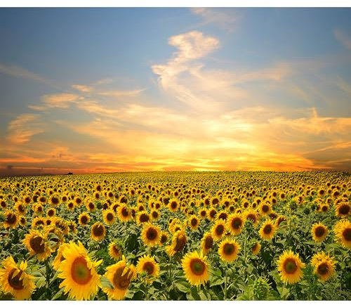 decomonkey Fototapete Landschaft 150x105 cm Tapete Fototapeten Vlies Tapeten Vliestapete Wandtapete moderne Wand Wandbild Schlafzimmer Wohnzimmer Gebiet Sonnenblumen Himmel Natur Blumen Pflanzen