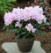 Großblumige Rhododendron Dufthecke lila 25-30cm - Alpenrose - Gartenpflanze