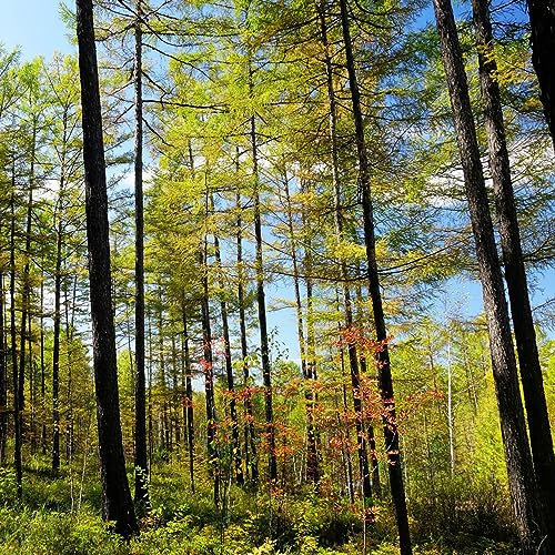 120 piezas semillas de bonsái secuoya - plantas en macetas resistentes al aire libre, Sequoiadendron giganteum, árbol bonsái plantas verdes plantas de balcón plantas resistentes al