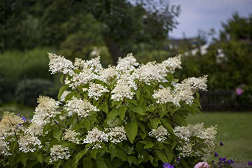 Hydrangea paniculata 'Unique' 80–100 cm – Winterhart, Mehrjährig, Pflegeleicht – Rispenhortensie – Zierstrauch für Garten & Beet