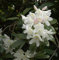 Großblumige Rhododendron Cunningham White 60-70cm - Alpenrose