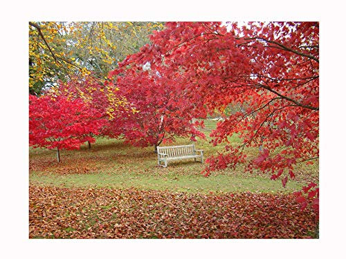 Japanese Maple, ACER PALMATUM - Pretty Foliage. Spectacular Autumnal Colours, 15-20cm Tall Starter Plant (one stem) in a 7cm or 8cm Pot
