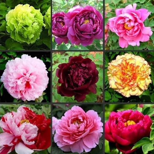 Hermosas Flores Dobles Grandes. Rizoma De Peonias PeoníAs Bulbos Crecimiento RáPido, Bajo Mantenimiento, Bulbos De Flores Exterior Todo AñO-1bulb-D