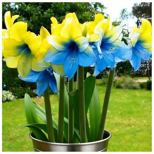 Amaryllis,Seltene nknolle,Bepflanzen von Staudengärten, Winterhart SelteneWinterhart MehrjäHrig Schönes -2 zwiebeln-g