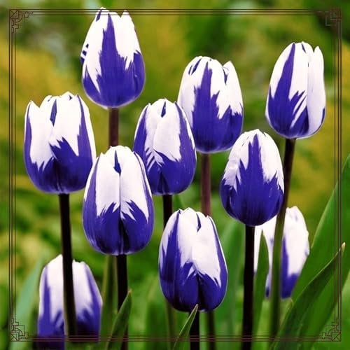 Tulpen Zwiebeln Bunte Tulpenzwiebeln Winterhart Gartendekoration