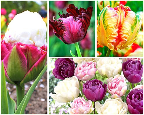 Tulpenzwiebeln – Große Gemischte Tulpenzwiebeln für die Herbstbepflanzung im Freien oder im Innenbereich – Mehrjährige Blumen (5 Zwiebeln)