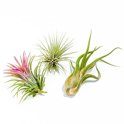 PLANDAIRE - PACK Plantas de Aire - Tillandsia Ionantha Rosada, Tillandsia Ionantha Verde, T. Caput-medusae, Plantas con flor naturales - Exterior e Interior (3)