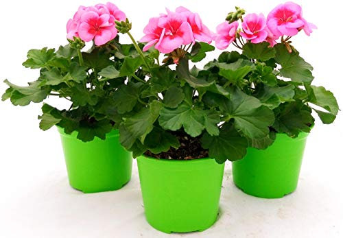 POWERS TO FLOWERS - GERANIO ZONALEHERCULES, PELARGONIUM, 3 PIANTE VASO 14, ROSA BICOLORE, piante vere