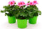 POWERS TO FLOWERS - GERANIO ZONALEHERCULES, PELARGONIUM, 3 PIANTE VASO 14, ROSA BICOLORE, piante vere