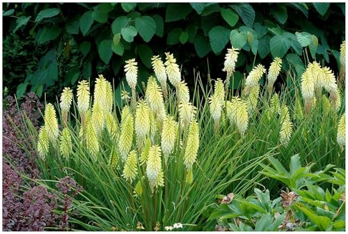 3 x Kniphofia ‘Pineapple Popsicle’ (Winterhart/Staude/Dauerblüher/Bienenferundlich/Mehrjährig) Fackellilie Gelb - Tropisches Flair, das den Garten verzaubert - von Stauden Gänge