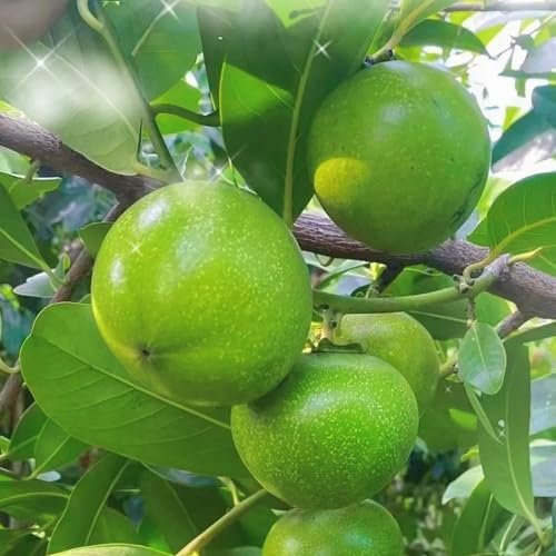 30 pcs kaki baum pflanze winterhart samen obstbäume kaufen kaki baum samen balkonpflanzen winterhart kakibaum winterhart bio saatgut säulenobst winterhart stauden winterhart mehrjährig