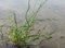 2er-Set - Juncus effusus 'Spiralis'- Korkenzieherbinse - Liebeslocke - Wasserpflanzen Wolff
