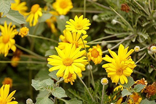 Speise Chrysantheme Chrysanthemum coronarium 300 Samen