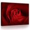 Forwall - Leinwand Bilder - Blumen Rosa Rosen Rot - 100x75 cm Leinwandbilder - Bild auf leinwand - Wandbild XXL groß Wandbilder für Wohnzimmer Schlafzimmer Wohnzimmerbilder Modern kunstdruck