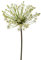 künstliche Allium mit XXL Blüte weiß H. 90cm Emerald Kunstblumen