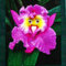 50 Stück Orchideen Samen, Phalaenopsis Samen für Garten und Balkon,Ideale Garten Pflanzen, Balkon Pflanzen (Papagei Gesicht Orchidee)