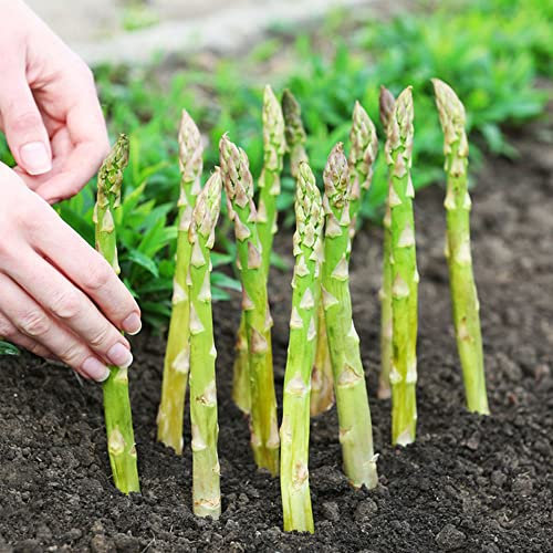 30 Stück spargel samen grün gemüse zimmerpflanze balkonpflanzen winterhart gewürzgarten seed bio saatgut kräutergarten küche saatgut gemüse saat heilkräuter