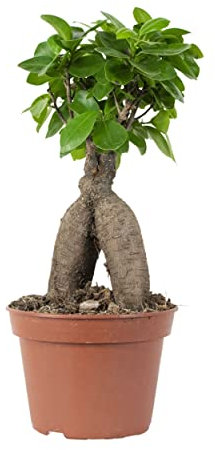 Bloomique - Ficus Ginseng - Bonsai Baum - Zimmerpflanzen - Pflegeleicht - Luftreinigend - Höhe 25-35 cm - Topf 15 cm