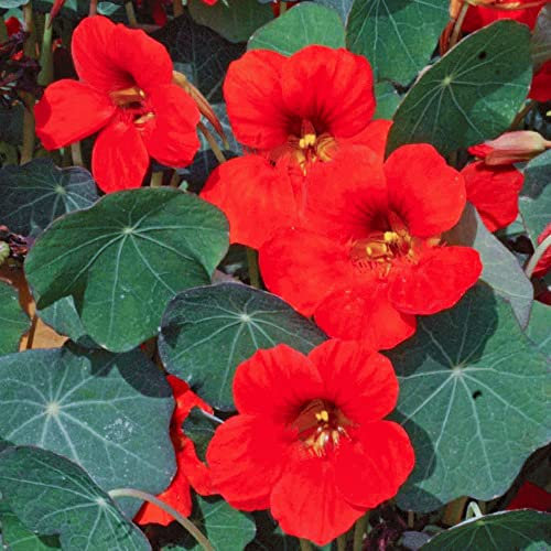 3 x Bedding Plants - Nasturtium Empress of India (Tropaeolum majus) | Outdoor Annuals | Garden Bedding, Border, Pot, Patio Flowers
