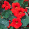 3 x Bedding Plants - Nasturtium Empress of India (Tropaeolum majus) | Outdoor Annuals | Garden Bedding, Border, Pot, Patio Flowers