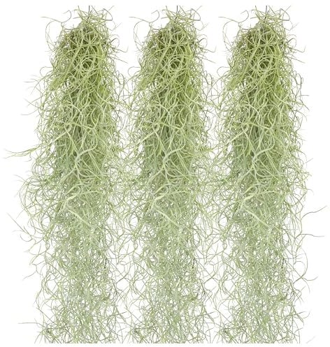 Tillandsien Pflanzen Echt im Mix - Tillandsien hängend 50cm Tillandsia Usneoides Luftpflanzen, Terrarium Pflanzen, Spanisches Moos, Louisianamoos (3x Tillandsia Usneoides)