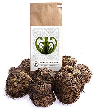 YAKEBA | 10 x Rose von Jericho | Klein | Selaginella lepidophylla | SPARSET | Als einzigartige Deko Pflanzen oder als Flaschengarten/Pflanzen Terrarium Zubehör
