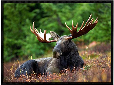 VERO HOME 10889 Fußmatte | Motiv Tierwelt Elch in Wildnis | Für Ihren Eingangs-Bereich | Maße: 80 x 60 cm