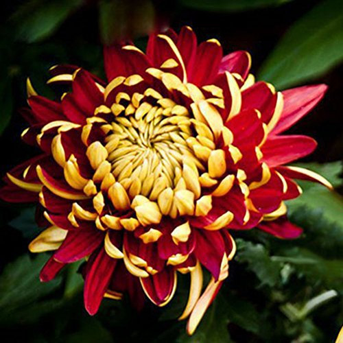 100 Stück Chrysanthemen Pflanzen Samen, Blumensamen für Garten und Balkon, Chrysanthemen Samen, Garten Blumen, Ideale Garten Pflanzen, Balkon Pflanzen (Rot & Weiß)