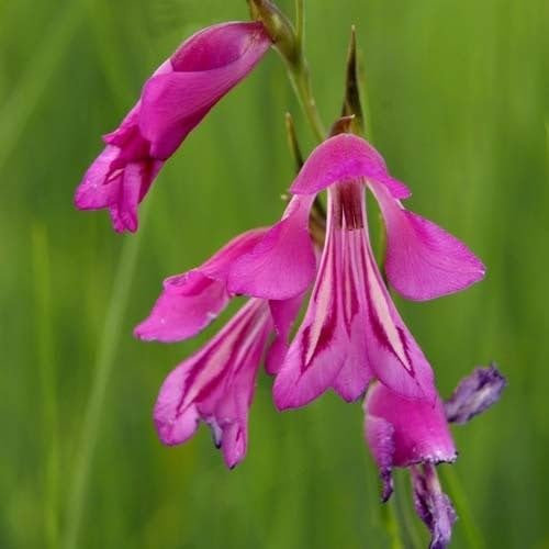 Plant World Seeds - Gladiolus Palustris Seeds (Perennial Flower Seeds)