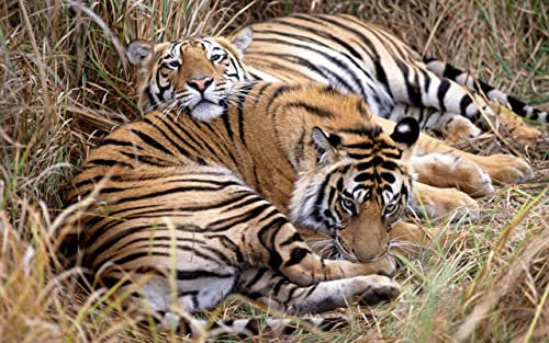 PUZZLECABIN Erwachsene 5000 Teile Puzzle Tiger 4 Puzzlespiele für Kinderspielzeug