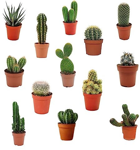 Pack Cactus con pinchos variedades diferentes (13 unidades) (maceta 5,5 cm ø)