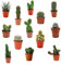 Pack Cactus con pinchos variedades diferentes (13 unidades) (maceta 5,5 cm ø)