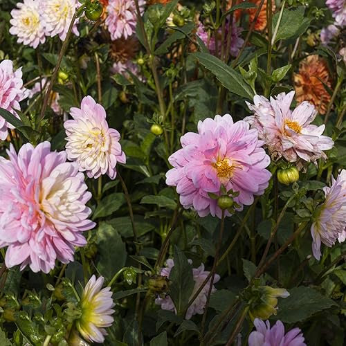500 pcs dahlien samen winterhart - wildblumenwiese saatgut mehrjährig steingartenpflanzen winterhart dahlie dahlia, geschenk für pflanzenliebhaber bienen wiese wildblumen wildblumensamen
