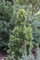 Taxus baccata 'Standishii' 50-60 cm - Säulen-Eibe, immergrün, ideal für Hecken und Kübel, pflegeleicht, winterhart