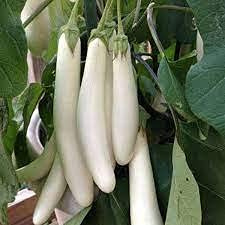 Graines De Légumes D'Aubergine Blanche Longue Ensemble De 100 Pièces
