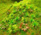90 Unidades de árboles Modelo Mini, Plantas, Flores, arbustos Verdes, Modelo de arbusto, Plantas arriesgadas, Modelo de Tren, Paisaje, Arquitectura, Modelo de Flores