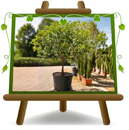 EURO PLANTS VIVAI Pianta di Limone Sfusato Amalfitano età 15 anni | Antica varietà della costiera Amalfitana, molto fragrante - Vaso: ø 75 ~ 80 cm Altezza 230 ~ 250 cm