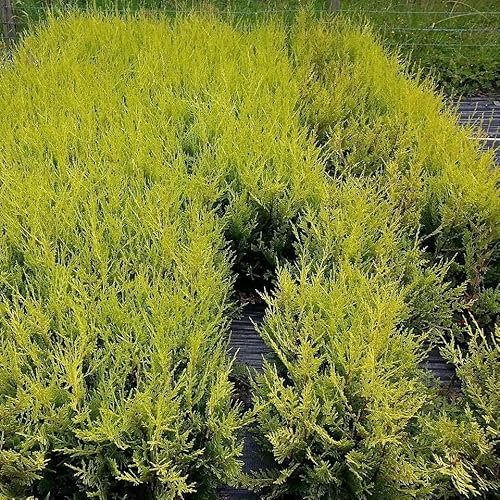 15 Leyland Cypress 'Castlewellan Gold' / Golden Leylandii Hedging Plants 20-30cm in 9cm Pots 3fatpigs®