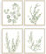 Howwii Lot de 4 impressions d'art mural botanique bohème, Déco de Chambre, Déco de Salle de Bain, sans cadre, plantes vert sauge, aquarelle, feuilles d'eucalyptus, 20,3 x 25,4