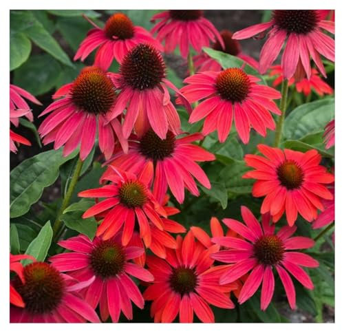 Stauden Gänge 10 x Echinacea purpurea 'Lakota Red' (Stauden/Staude/Mehrjährig/Winterhart) Roter Purpursonnenhut - Feurige Blütenpracht für leuchtende Beete - sehr Insekten- und Bienenfreundlich