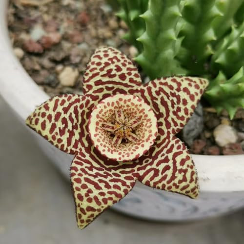 semillas carnívoras plantas de balcón resistentes, jardín de plantas decorativas flores del balcon planta de balcón Las plantas en macetas son plantas perennes resistentes plantas de 100pcs