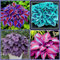 Hosta Pflanze, Funkien Rhizome, Hoher Zierwert Zwiebeln, Charmant MehrjäHrige Blumen Funkien Zwiebeln, Töpfe und Balkon, Winterharte Frühblüher, Hosta Wurzel Lange BlüTezeit,-10zwiebeln-C