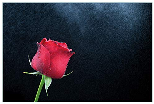 Wallario Küchenrückwand selbstklebend 90 x 60 cm, Motiv: Rose vor dunklem Hintergrund | Spritzschutz abwischbar & pflegeleicht