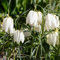 schachbrettblume zwiebeln, Fritillaria Knollen bonsai blumen ausgefallene blumenzwiebeln frühblüher steingartenpflanzen schattenpflanzen winterhart, zimmerpflanzen balkonpflanzen 3pcs