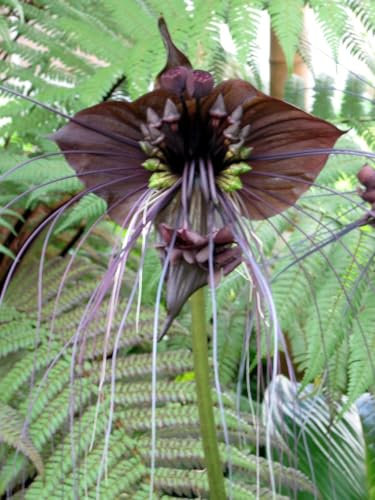 30 Samen Schwarze FledermausblumeBlack-Bat-Flower - Tacca chantrieri >Teufelsblume<