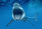 My Little Poster Plakat Großer weißer Haifisch, der Dent-Mund-See Angriff