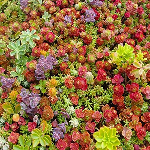 Sedum Mix 1000+ Seeds Green Roofs Rock Gardens